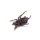 Майский жук уменьшенный SG-00 (1.5 гр)